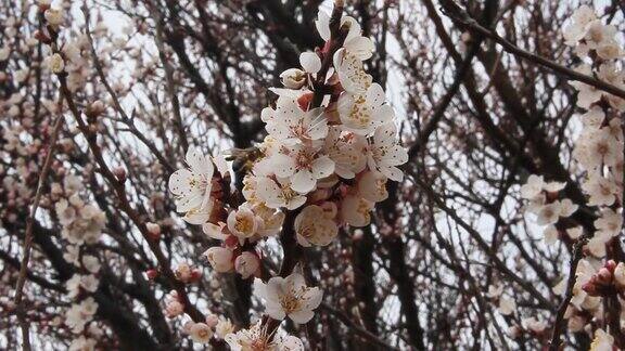 杏树在春天开花