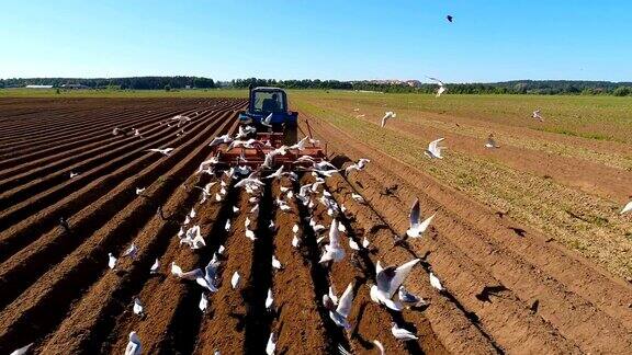 农民在拖拉机上播种粮食饥饿的鸟儿在拖拉机后面飞翔吃着耕地上的谷物