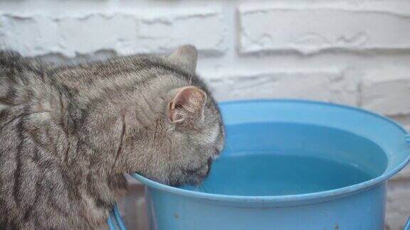 一只灰色的英国猫正在用一只蓝色的水桶喝水