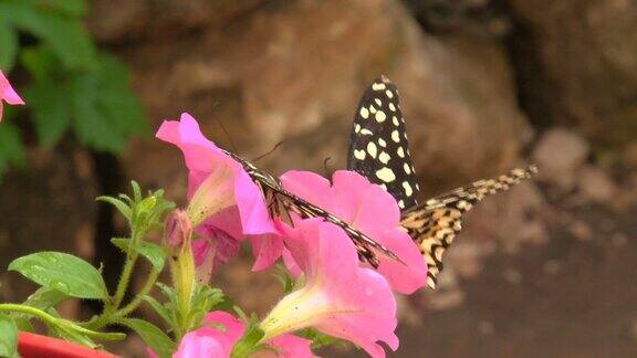 蝴蝶在花丛中飞舞