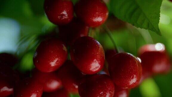 湿樱桃浆果树枝准备收获特写甜熟时令营养