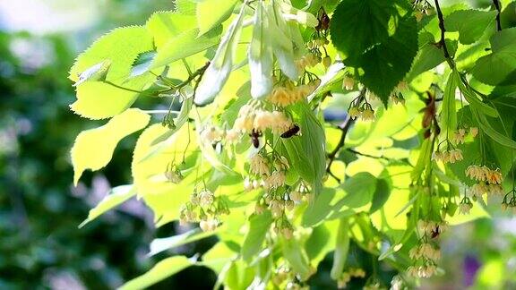 蜜蜂在盛开的黄椴树花上