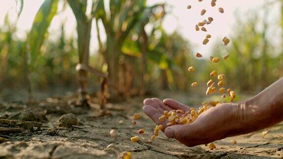 玉米粒落在一名男子的手上