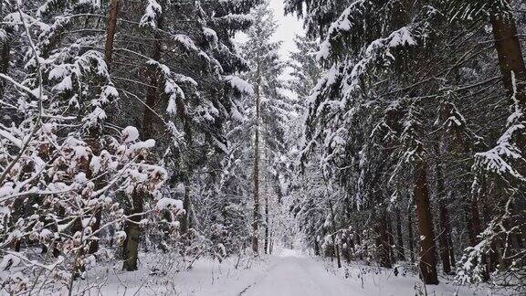 鸟瞰波兰积雪覆盖的森林中的人行道