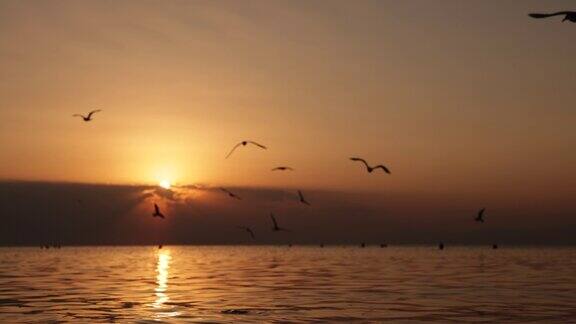 日落时海鸥在海面上