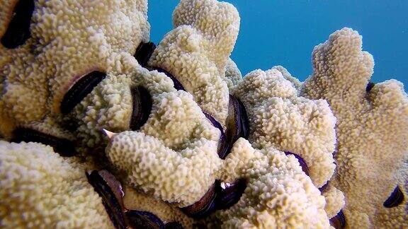 五彩缤纷的珊瑚蛤