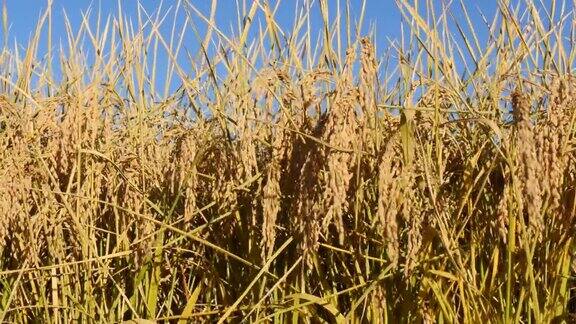 稻田在秋天生长