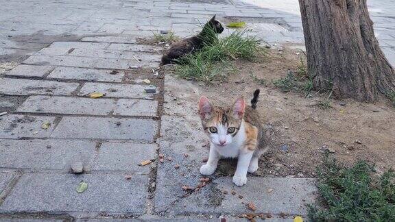 街头流浪猫吃着干巴巴的食物