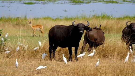 野生非洲大草原上的公牛水牛看着摄像机