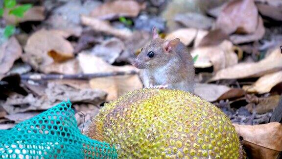 老鼠在吃菠萝蜜之前就跑掉了