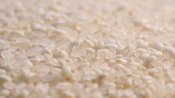 淘拍大粒稻种