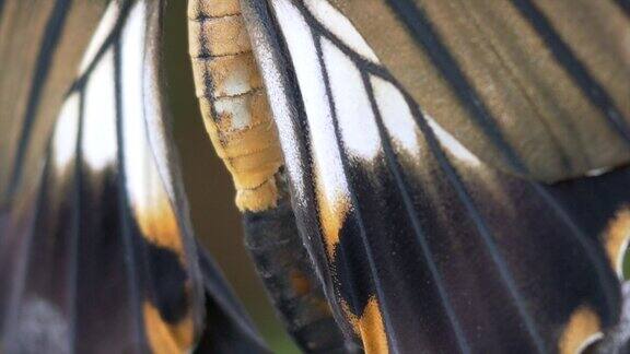 两只蝴蝶在模糊背景下交配的微距照片