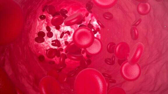 红细胞沿着静脉运动三维动画
