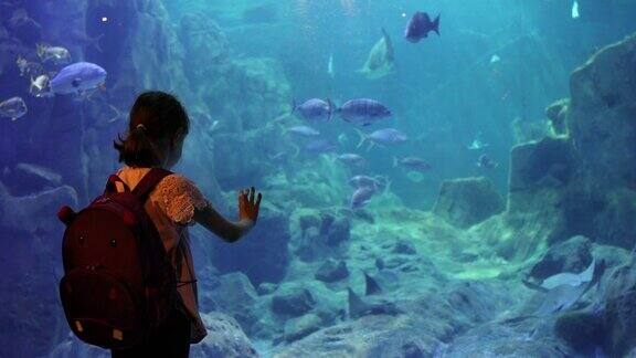可爱的小女孩在看大水族馆里的鱼