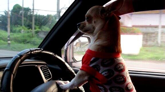 狗驾驶汽车