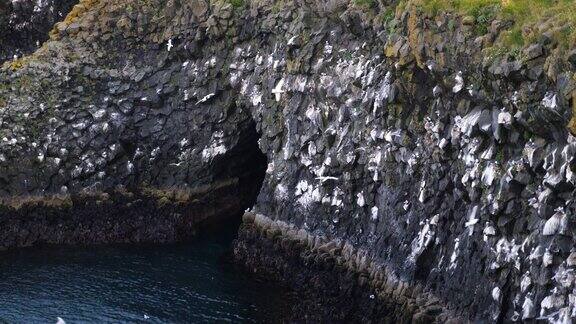 在冰岛悬崖上飞翔的海鸟