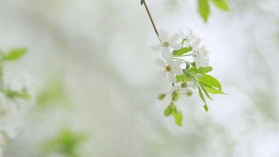 白梅在春天盛开白色的花朵背景缓慢的运动