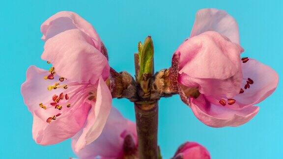 桃花盛开在蓝色背景的水平格式延时4k视频桃树在春天开花的视频