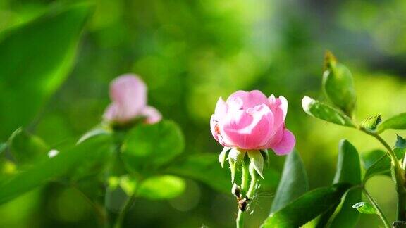 树上的小粉红玫瑰