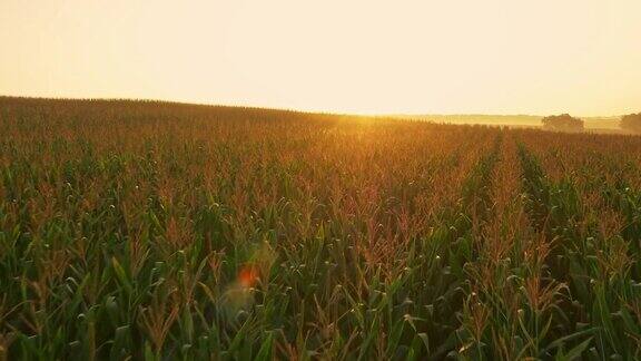日出时在玉米田上空的空中飞行
