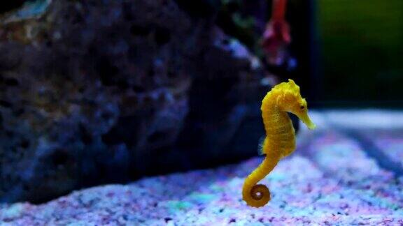 黄色海马在海床上游泳