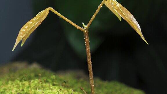 雨林里的小荔枝树生长在青苔上雾气缭绕的草地上