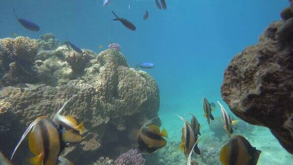 浅深度视频拍摄珊瑚和热带鱼