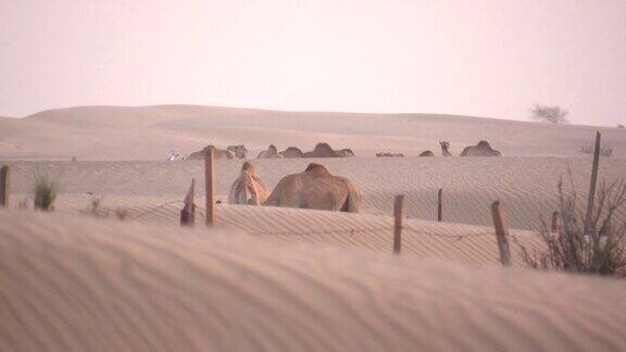 阿联酋野生动物:骆驼