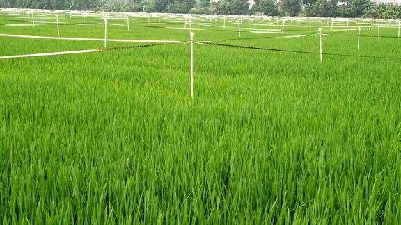 水稻种植基地带防鸟带