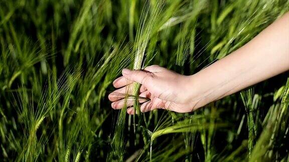 一个女人的手抚摸着绿色的麦穗