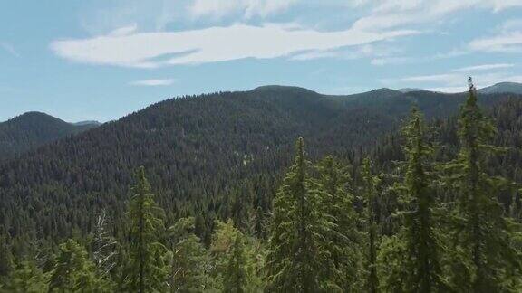 山顶山峦鸟瞰图茂密的绿色云杉林上的斜坡无人机打开在夏天日出和蓝天云山区的针叶林新鲜和干净的空气自然