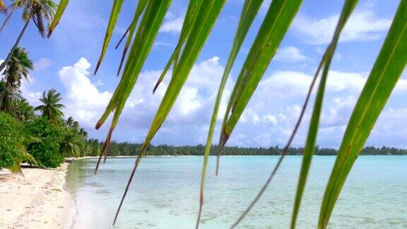 特写:图片完美的空白色沙滩与郁郁葱葱的棕榈树在异国情调的岛屿和美丽的水晶清澈的蓝色泻湖在海岸前面