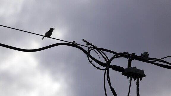 雨后电线上的鸟儿蓝天背景