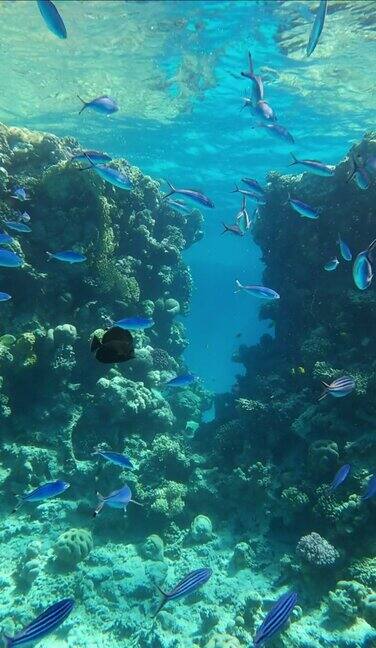 垂直视频:月球燧发枪学校(Caesiolunaris)游泳附近航行通过珊瑚礁的裂缝阳光照射在红海美丽的水下峡谷海洋中的水下生物