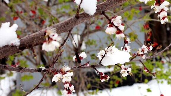 春天开花的苹果树树枝下的雪