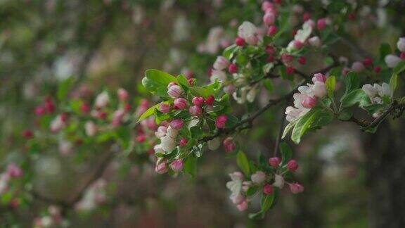 盛开的木兰树在巴伐利亚德国欧洲日本的樱花鲜艳的粉红色樱花