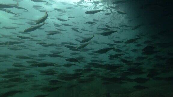 大群的黑鳕鱼或小鳞鳕鱼(小鳞鳕鱼)在近岸浅水中潜游
