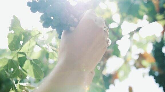 在葡萄园里女性的双手采摘着挂在茎上的黑葡萄