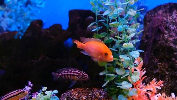 五颜六色的水族缸装满了不同大小的美丽的鱼在透明的水族馆水里游泳