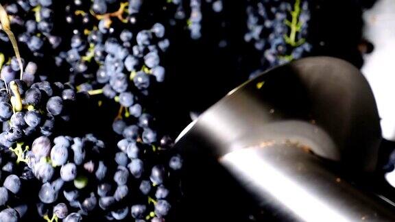 压榨紫葡萄酿酒意大利卡拉布里亚
