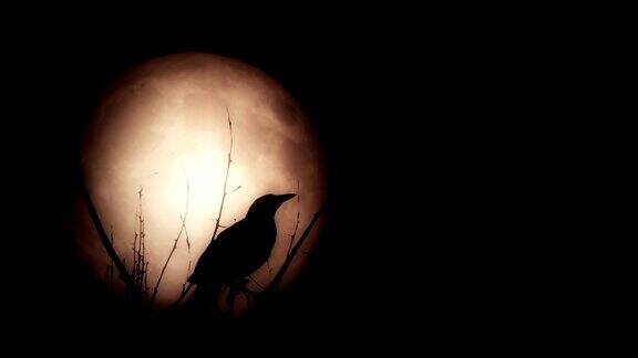 小鸟在明亮的满月下出现剪影
