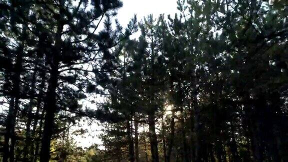 太阳在松树林中