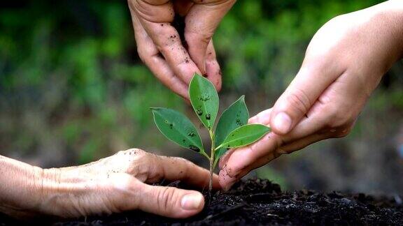 人们用双手呵护幼小的植物树木发芽