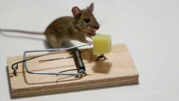 老鼠在捕鼠器里吃奶酪