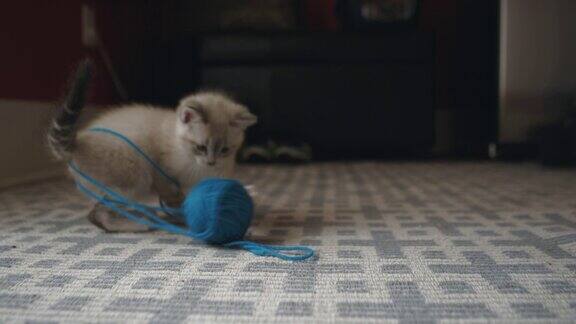 这是一只可爱的毛茸茸的小猫在地毯上玩一个蓝色的毛线球的特写