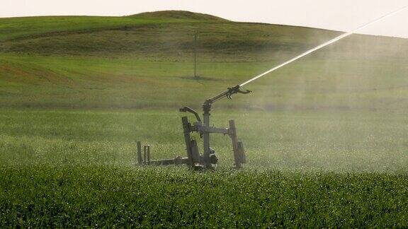 手枪喷灌系统灌溉麦田的特写