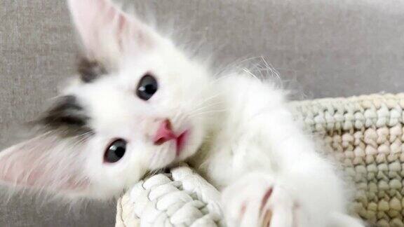 一只可爱的小猫在家里的篮子里
