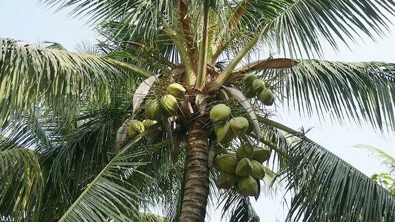 棕榈树上的绿色椰子