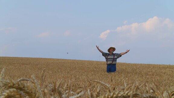 HDDOLLY:小麦的资深农民