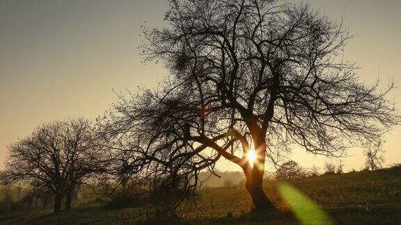 一棵老树后田野上的夕阳